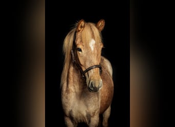 Icelandic Horse, Mare, 6 years, 14 hh, Roan-Red