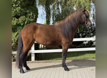 Icelandic Horse, Mare, 6 years, 14,1 hh, Brown