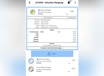 Icelandic Horse, Mare, 6 years, 14,1 hh, Dun