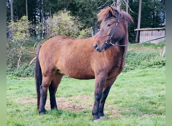 Icelandic Horse, Mare, 6 years, Brown