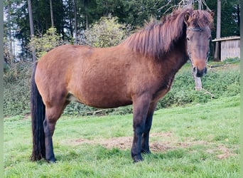 Icelandic Horse, Mare, 6 years, Brown