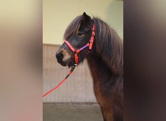 Icelandic Horse, Mare, 6 years, Brown