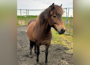 Icelandic Horse, Mare, 6 years, Brown