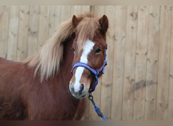 Icelandic Horse, Mare, 6 years, Chestnut-Red