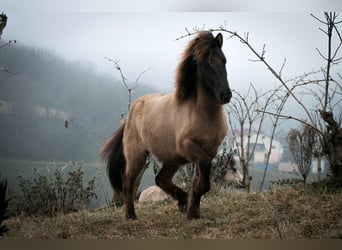 Icelandic Horse, Mare, 6 years, Grullo