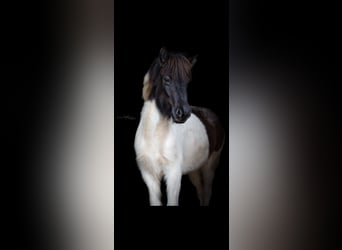 Icelandic Horse, Mare, 6 years, Roan-Blue