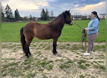 Icelandic Horse, Mare, 6 years, Smoky-Black