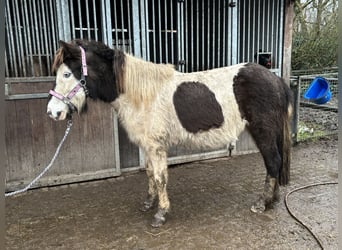 Icelandic Horse, Mare, 7 years, 12,2 hh, Pinto