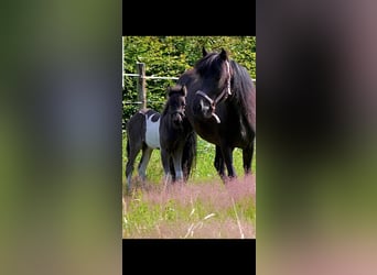 Icelandic Horse, Mare, 7 years, 13.1 hh, Black