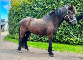 Icelandic Horse, Mare, 7 years, 13,1 hh, Black