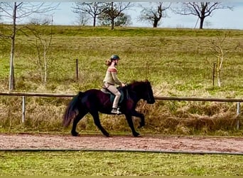 Icelandic Horse, Mare, 7 years, 13,1 hh, Black