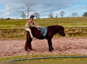 Icelandic Horse, Mare, 7 years, 13.1 hh, Black