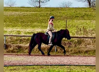 Icelandic Horse, Mare, 7 years, 13.1 hh, Black
