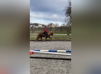 Icelandic Horse, Mare, 7 years, 13,1 hh, Chestnut-Red