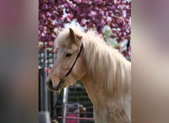 Icelandic Horse, Mare, 7 years, 13.1 hh, Palomino