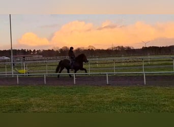 Icelandic Horse, Mare, 7 years, 13,2 hh, Black