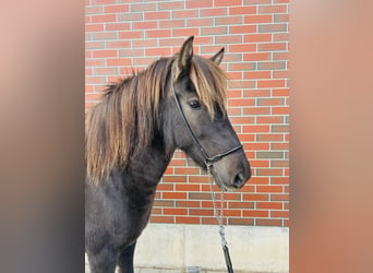 Icelandic Horse, Mare, 7 years, 13.2 hh, Black