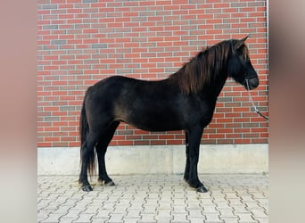 Icelandic Horse, Mare, 7 years, 13.2 hh, Black