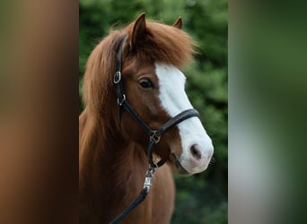 Icelandic Horse, Mare, 7 years, 13.2 hh, Chestnut-Red