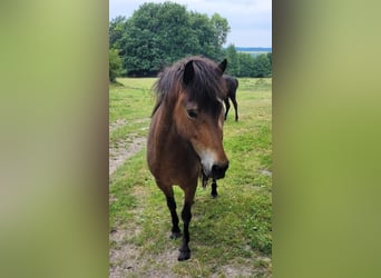 Icelandic Horse, Mare, 7 years, 13,2 hh, Dun