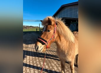 Icelandic Horse, Mare, 7 years, 13,2 hh, Dun