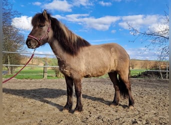 Icelandic Horse, Mare, 7 years, 13.2 hh, Dun