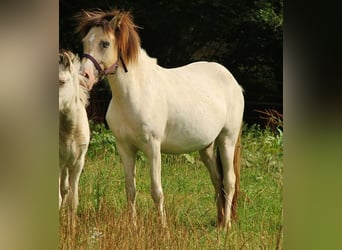 Icelandic Horse, Mare, 7 years, 13,2 hh, Pinto