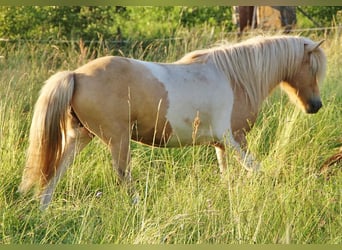 Icelandic Horse, Mare, 7 years, 13.2 hh, Pinto