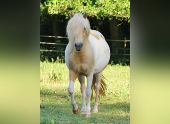 Icelandic Horse, Mare, 7 years, 13.2 hh, Pinto
