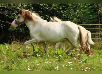 Icelandic Horse, Mare, 7 years, 13.2 hh, Pinto