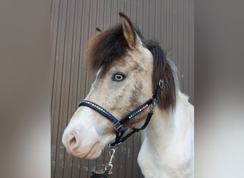 Icelandic Horse, Mare, 7 years, 13.2 hh, Pinto