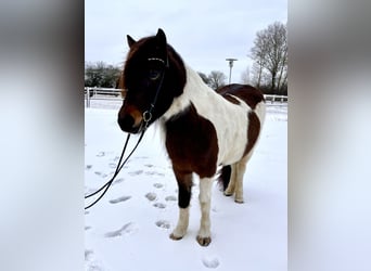 Icelandic Horse, Mare, 7 years, 13.2 hh, Pinto
