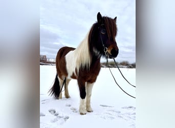 Icelandic Horse, Mare, 7 years, 13.2 hh, Pinto