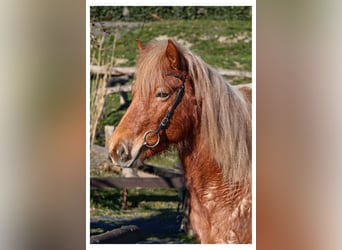 Icelandic Horse, Mare, 7 years, 13.2 hh, Roan-Red