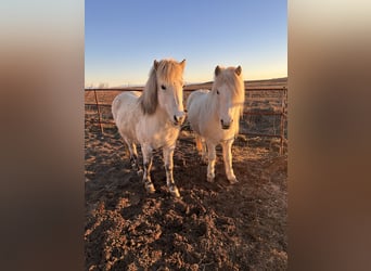 Icelandic Horse, Mare, 7 years, 13.2 hh, White