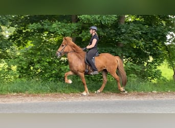 Icelandic Horse, Mare, 7 years, 13.3 hh, Chestnut-Red