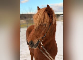 Icelandic Horse, Mare, 7 years, 13.3 hh, Sorrel
