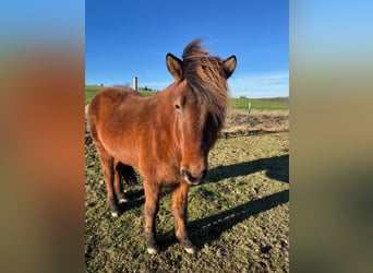 Icelandic Horse, Mare, 7 years, 13 hh, Brown