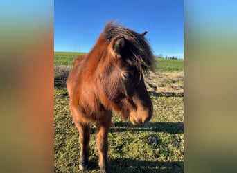 Icelandic Horse, Mare, 7 years, 13 hh, Brown