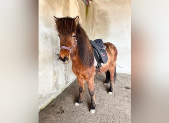 Icelandic Horse, Mare, 7 years, 13 hh, Brown