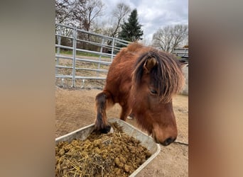 Icelandic Horse, Mare, 7 years, 13 hh, Brown