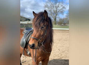 Icelandic Horse, Mare, 7 years, 13 hh, Brown