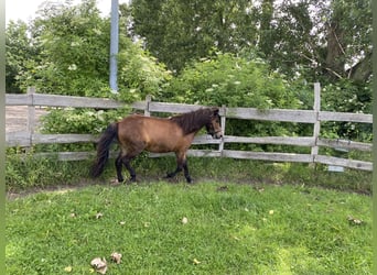 Icelandic Horse, Mare, 7 years, 13 hh, Brown