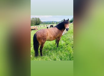 Icelandic Horse Mix, Mare, 7 years, 13 hh, Dun