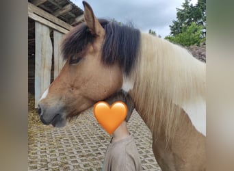Icelandic Horse, Mare, 7 years, 13 hh, Pinto