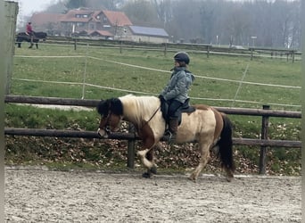 Icelandic Horse, Mare, 7 years, 13 hh, Pinto