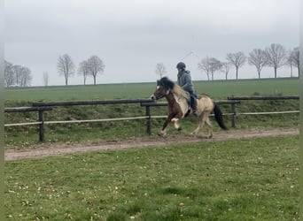 Icelandic Horse, Mare, 7 years, 13 hh, Pinto