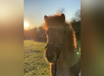 Icelandic Horse, Mare, 7 years, 13,1 hh, Chestnut-Red