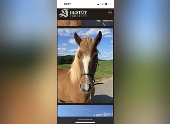 Icelandic Horse, Mare, 7 years, 13,2 hh, Chestnut-Red