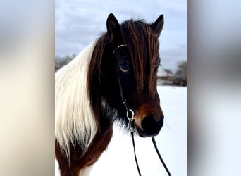 Icelandic Horse, Mare, 7 years, 13,2 hh, Pinto